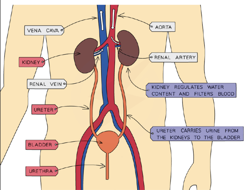 The Urinary System